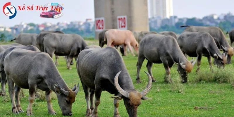 TOP giấc mơ thấy con trâu vô cùng kỳ lạ mà bạn nên tham khảo