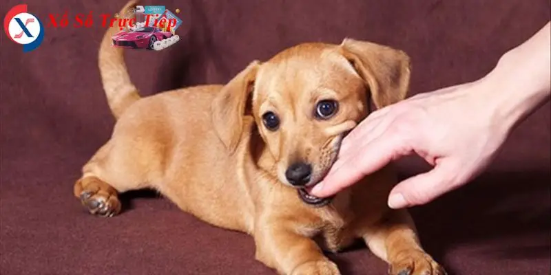 Tìm hiểu ý nghĩa mơ thấy chó cắn trong phong thủy