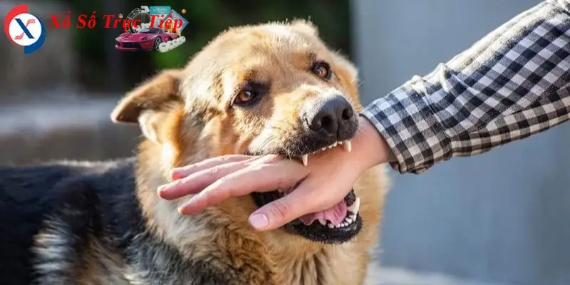 mơ thấy chó cắn