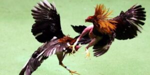 Thuật Ngữ Đá Gà Bongvip